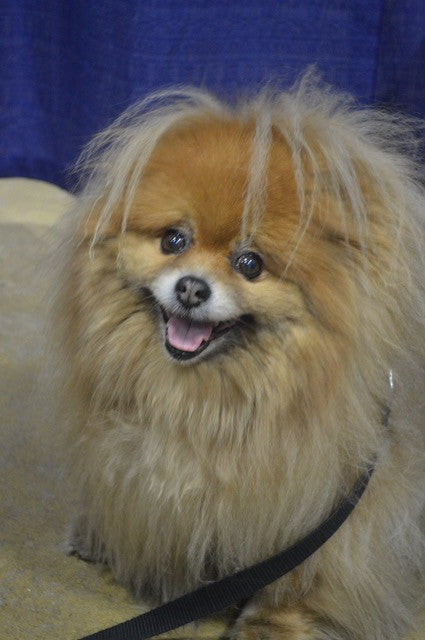 Georgygirl at America's Family Pet Expo - OC Fair & Event Center - Costa Mesa - Friday April 28 to Sunday, April 30, 2017.