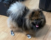Doggy High Top Sneakers