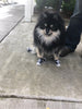 Doggy High Top Sneakers